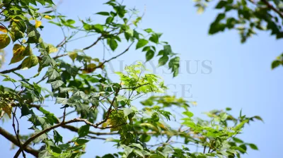 Indian Cork Tree(ಆಕಾಶ ಮಲ್ಲಿಗೆ)