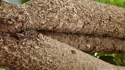 Indian Cork Tree(ಆಕಾಶ ಮಲ್ಲಿಗೆ)