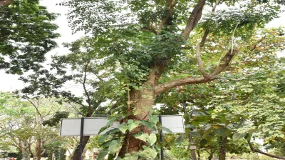 Indian Cork Tree(ಆಕಾಶ ಮಲ್ಲಿಗೆ)