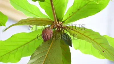 The Indian Almond(ಕಾಡು ಬಾದಾಮಿ)