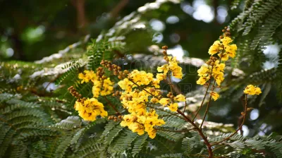 Roxburgh Fig(ಅತ್ತಿ ಮರ)