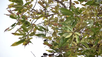 Copper Pod Tree(ಬೆಟ್ಟದ  ಹುಳಿ)