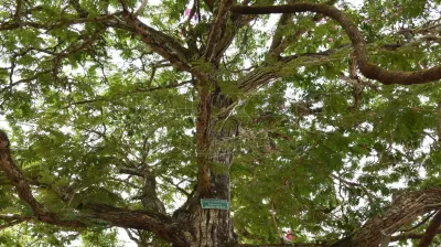 Copper Pod Tree(ಬೆಟ್ಟದ  ಹುಳಿ)