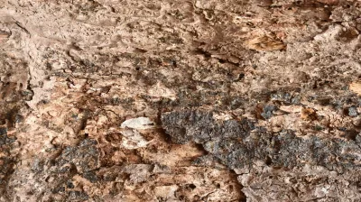Copper Pod Tree(ಬೆಟ್ಟದ  ಹುಳಿ)