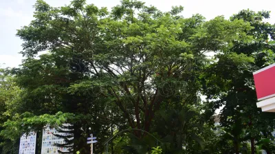 Rain Tree