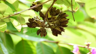 Rain Tree