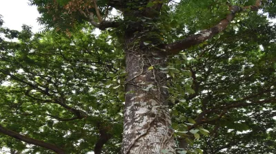 Matchwood Tree