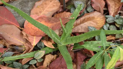 Aloe Vera