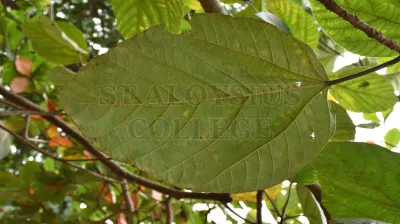 Caryota Urens L. (ಈಂದು)