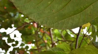Caryota Urens L. (ಈಂದು)