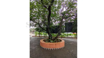 Mango Tree