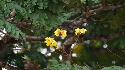 Indian Blackberry