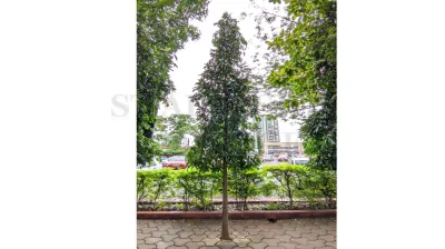 Madras Ashoka