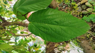 Breadfruit Tree