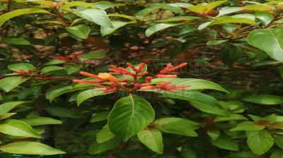 Breadfruit Tree