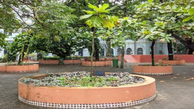 Breadfruit Tree