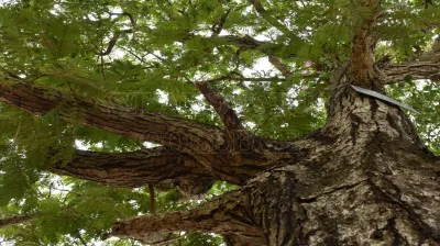 Java Fig
