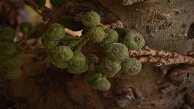 Java Fig