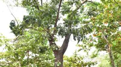 Copper Pod Tree(ಬೆಟ್ಟದ  ಹುಳಿ)