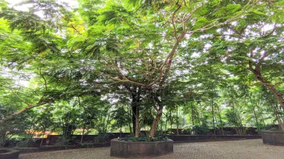 Copper Pod Tree(ಬೆಟ್ಟದ  ಹುಳಿ)