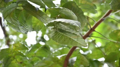 Copper Pod Tree(ಬೆಟ್ಟದ  ಹುಳಿ)