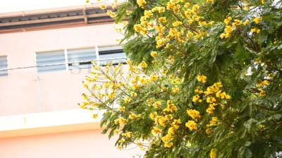 Copper Pod Tree(ಬೆಟ್ಟದ  ಹುಳಿ)