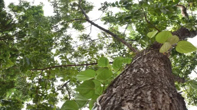 Copper Pod Tree(ಬೆಟ್ಟದ  ಹುಳಿ)