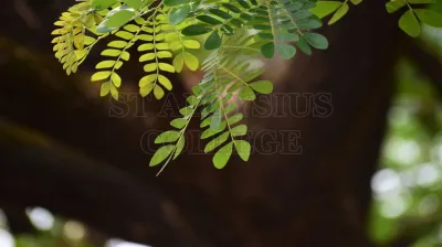 Rain Tree