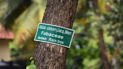 Rain Tree