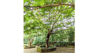 Rain Tree