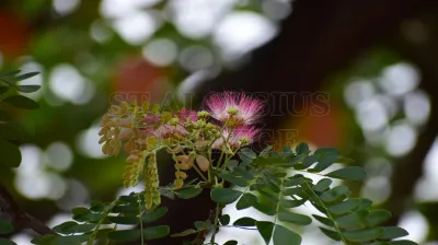 Rain Tree