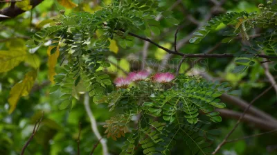 Rain Tree