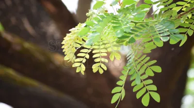 Rain Tree