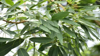 Tabebuia Aurea (Silva Manso) Benth. & Hook.f. Ex S.Moore