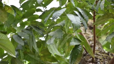 Tabebuia Aurea (Silva Manso) Benth. & Hook.f. Ex S.Moore