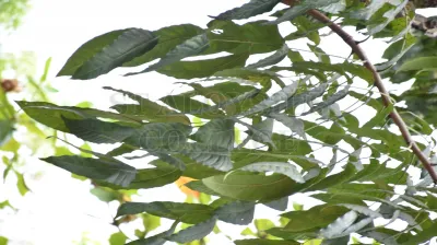 Tabebuia Aurea (Silva Manso) Benth. & Hook.f. Ex S.Moore