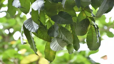 Tabebuia Aurea (Silva Manso) Benth. & Hook.f. Ex S.Moore