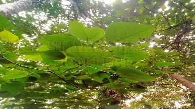 Macaranga Peltata (Roxb.) Mull. Arg.