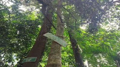 Devil's Tree