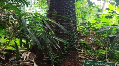 Toddy Palm