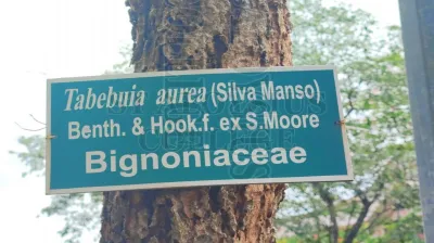 Tabebuia Aurea (Silva Manso) Benth. & Hook.f. Ex S.Moore