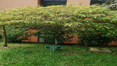 Fire Bush