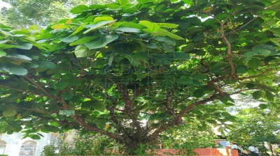 Ficus Auriculata Lour.