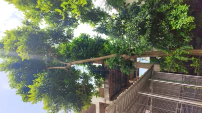 Fern Tree