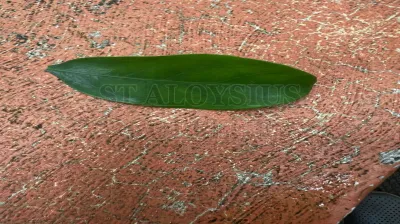 Kokum