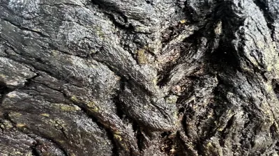 Swietenia Mahagoni  L. Jacq