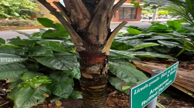 Cuban Royal Palm Or Florida Royal Palm