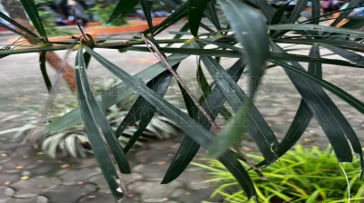 Cuban Royal Palm Or Florida Royal Palm