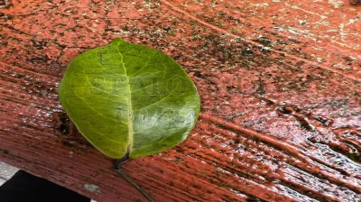 Oak Leaf Fern
