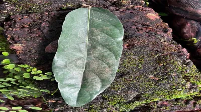 Hopea Ponga (Dennst.)Mabb.